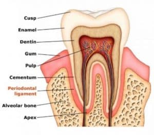 Tooth_anatomy